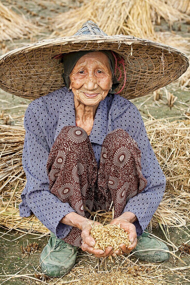 A beautiful 93 year old Chinese woman harvesting rice the traditional way with her hands just outside Guilin, China