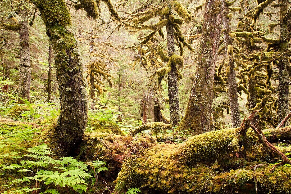 Chugach National Forest, Portage valley, Alaska, U S A