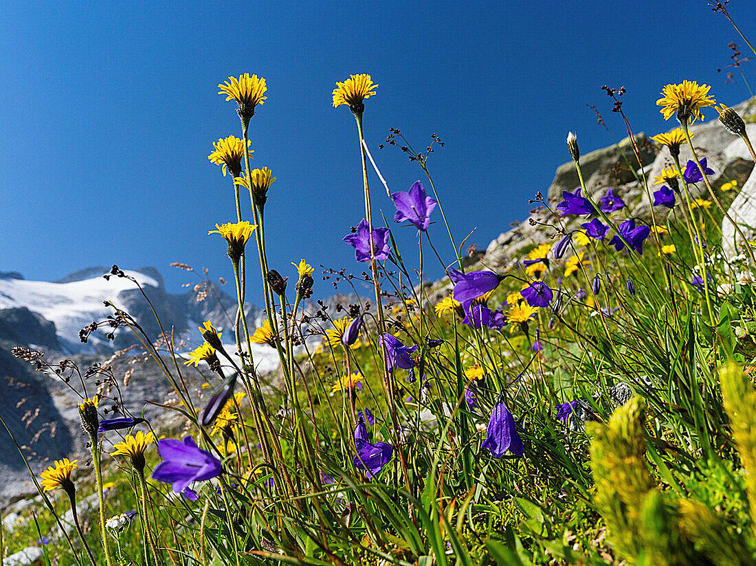 Rough Hawkbit Leontodon hispidus and Scheuchzers Bellflower Campanula scheuchzeri in full bloom, in the background the rock walls and glaciers of the Reichenspitzgruppe mountains in the Zillertal Alps  Europe, Central Europe, Austria, July