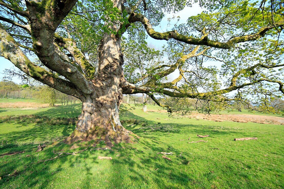 Park, Drumlanrig Castle, Dumfries and Galloway, Scotland, UK