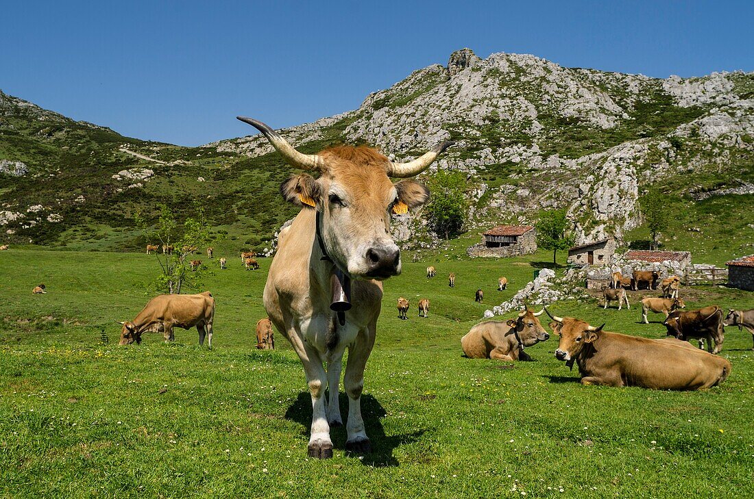 Cows in the Asturias Mountain, Onis Valley, Spain