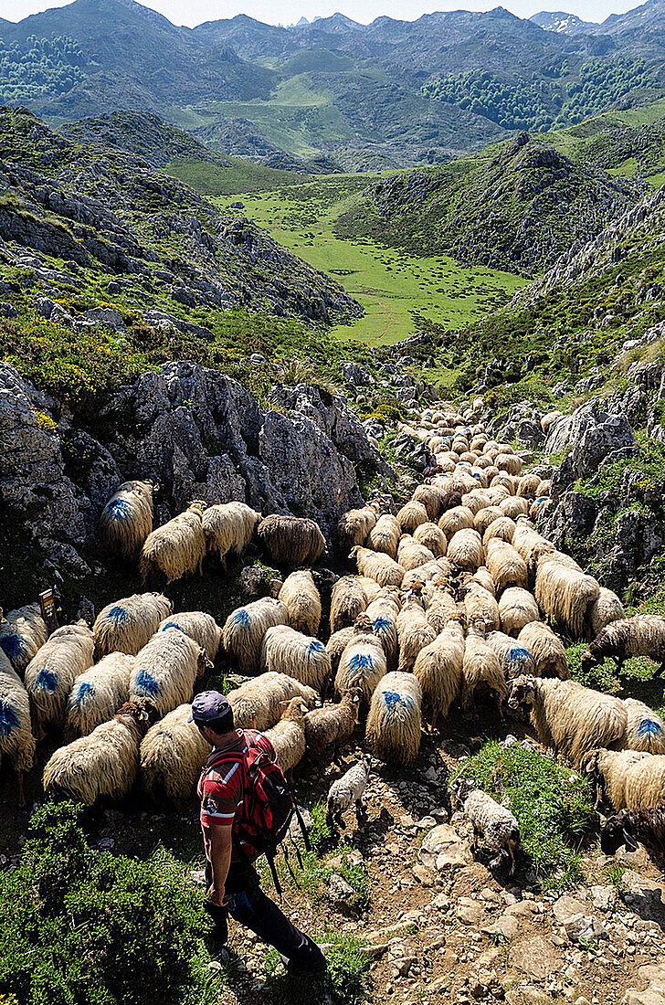 Sheepherd in the Asturias Mountain, Onis Valley, Spain