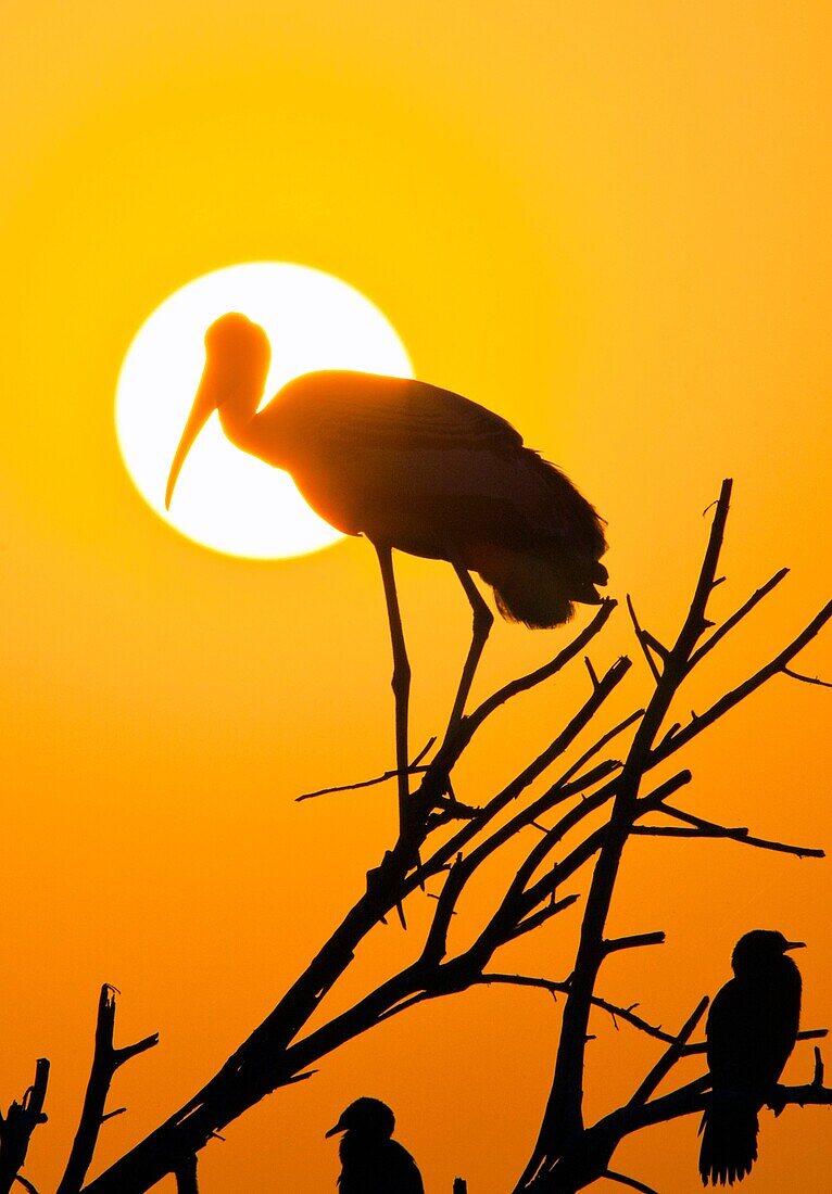 Painted Stork Keoladeo Ghana National Park previously Bharatpur Bird Sanctuary Bharatpur Rajasthan India