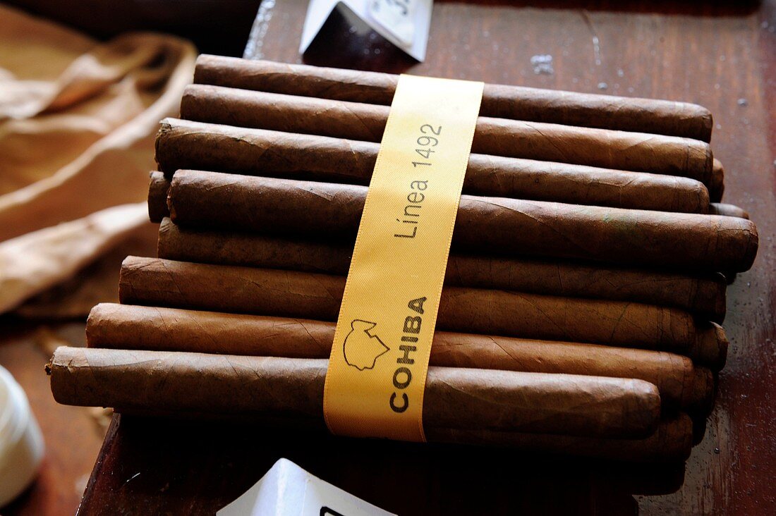 Cigar cohiba in Cuba