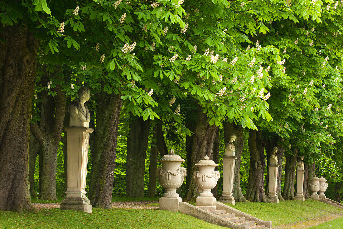 Allee of chestnut trees, Nordkirchen castle, Munsterland, North Rhine-Westphalia, Germany