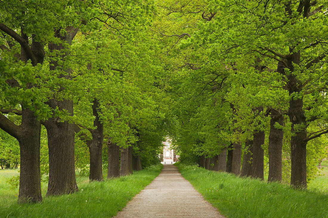 Eichenallee, Schloss Nordkirchen, Münsterland, Nordrhein-Westfalen, Deutschland