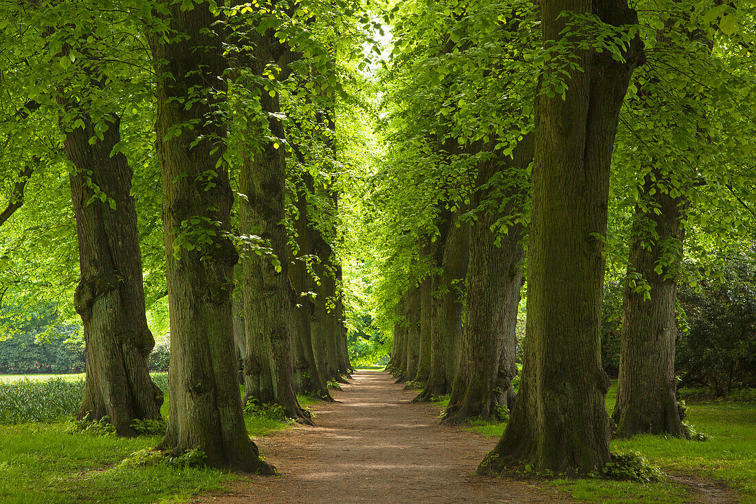 Alley of lime trees, Hamburg, Germany