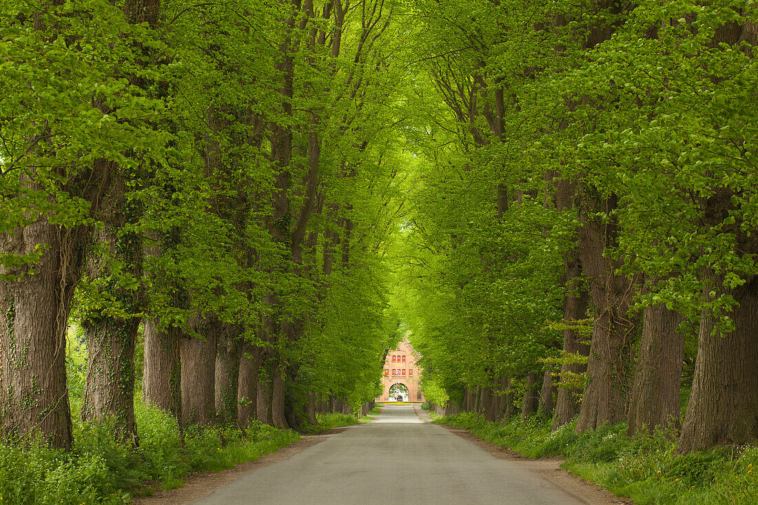 Alley of lime trees leading to an estate, Holsteinische Schweiz, Schleswig-Holstein, Germany