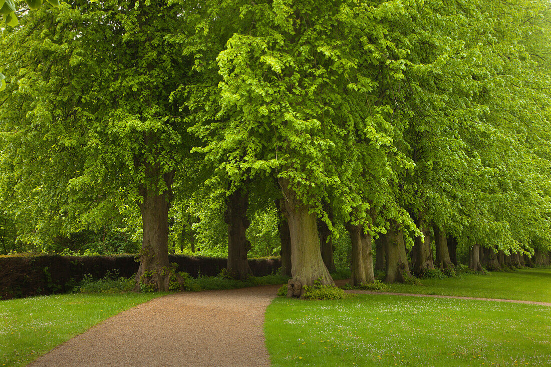 Lindenallee, Schlosspark Plön, Holsteinische Schweiz, Schleswig-Holstein, Deutschland