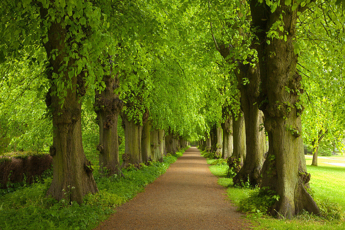 Alley of lime trees, Ploen castle gardens, Holsteinische Schweiz, Schleswig-Holstein, Germany