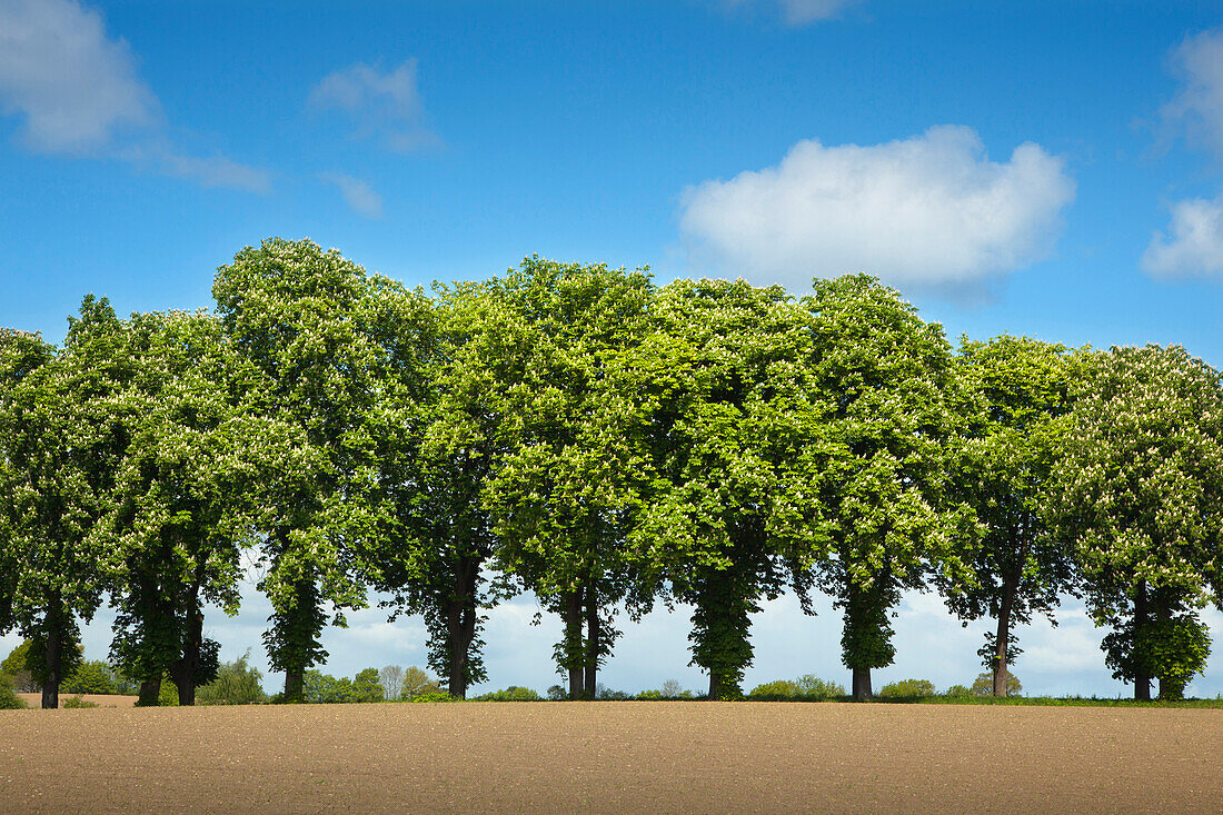 Alley of chestnut trees, Holsteinische Schweiz, Schleswig-Holstein, Germany