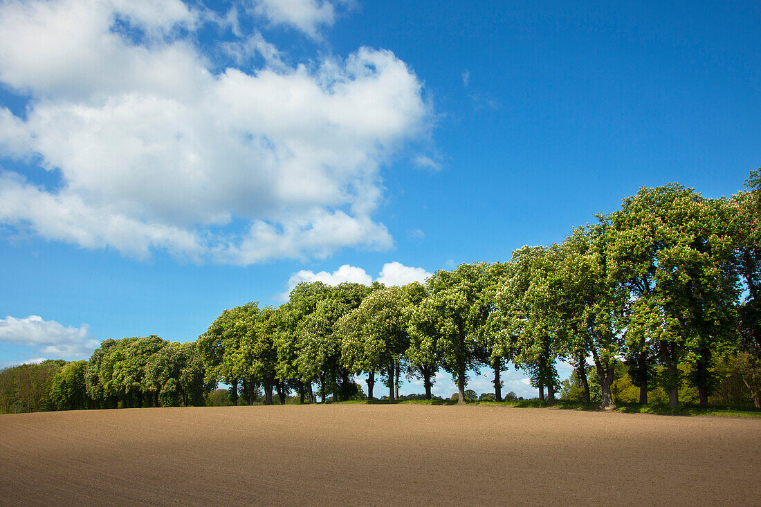 Kastanienallee, Holsteinische Schweiz, Schleswig-Holstein, Deutschland