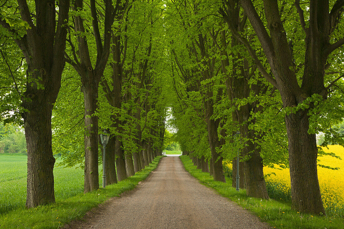 Alley of lime trees, Holsteinische Schweiz, Schleswig-Holstein, Germany