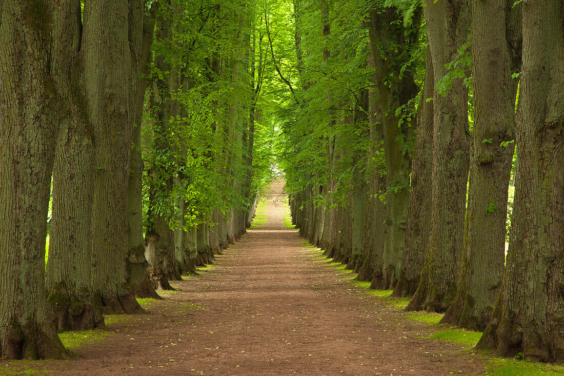 Alley of lime trees, Bad Pyrmont, Lower Saxony, Germany