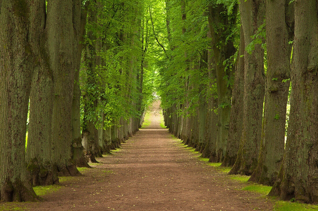 Lindenallee, Bad Pyrmont, Niedersachsen, Deutschland