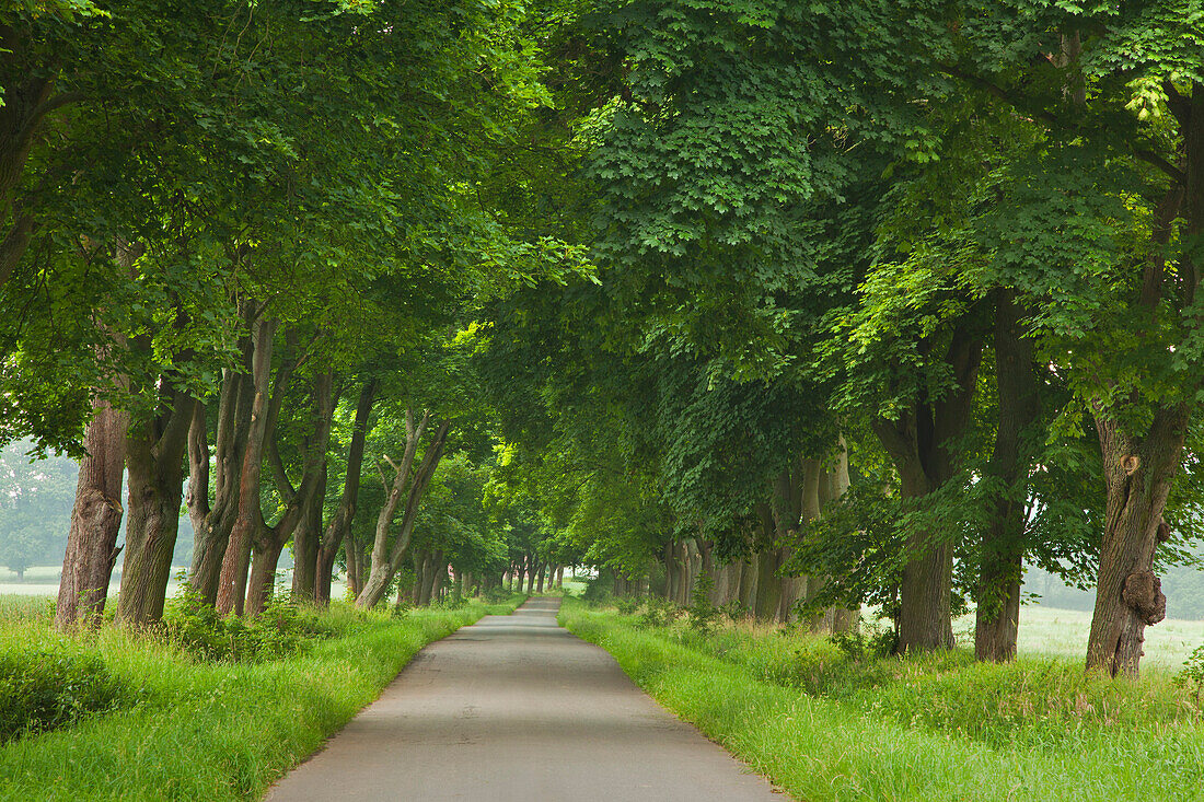 Alley of maples, Reinhardswald, Hesse, Germany