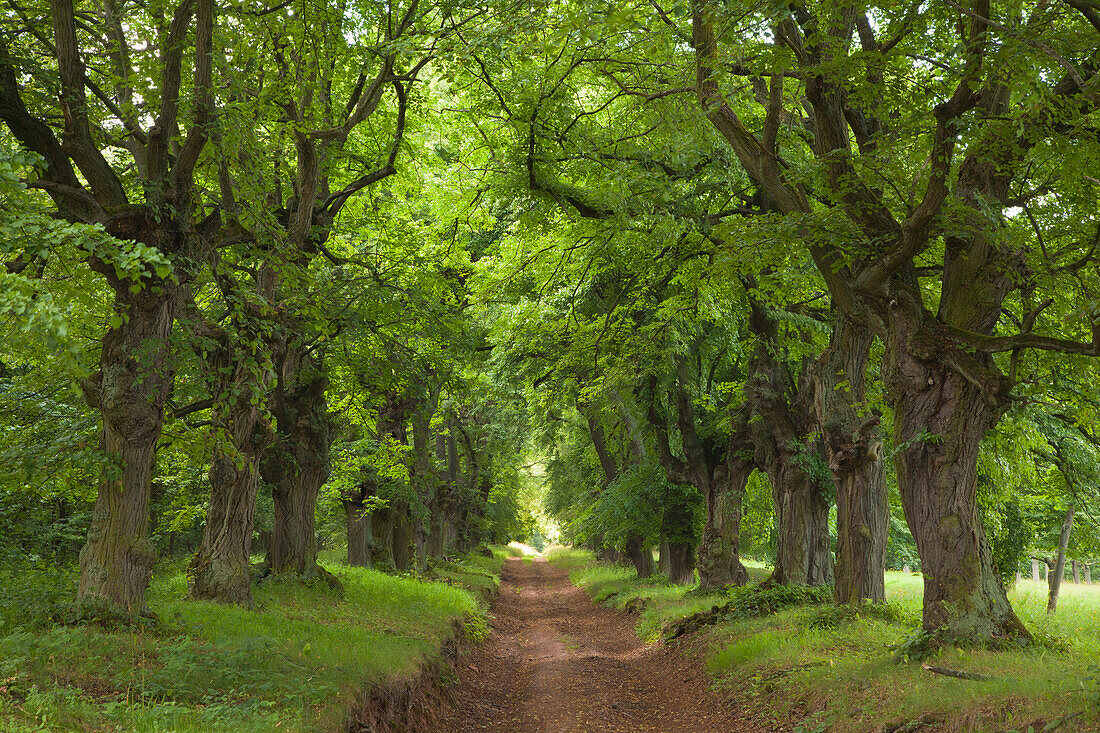 Alley of lime trees, Thuringia, Germany