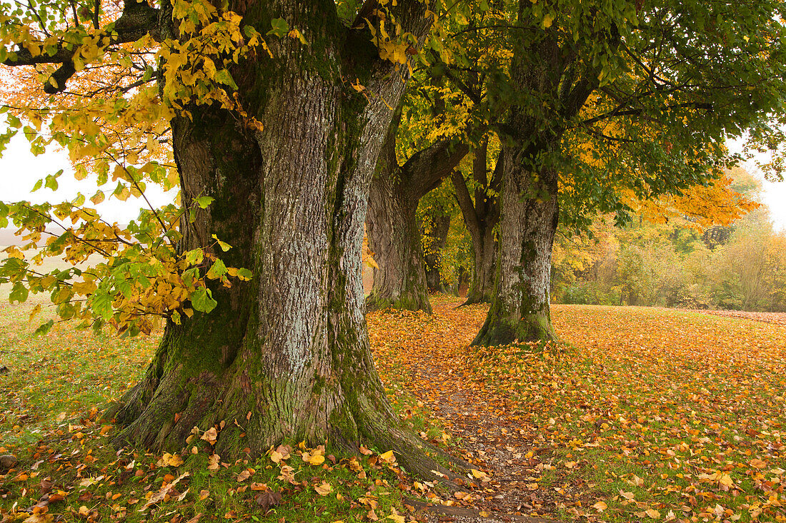 Lindenallee, Holzkirchen, Bayern, Deutschland