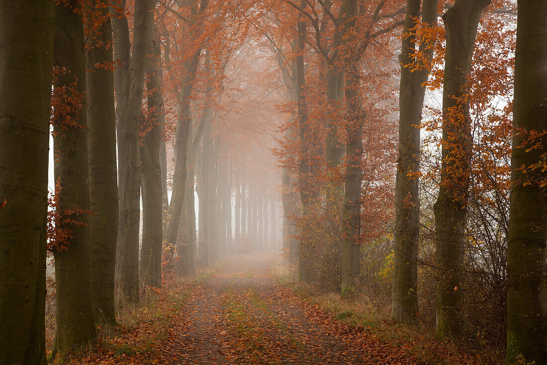 Alley of beech trees, Oldenburger Munsterland, Lower Saxony, Germany