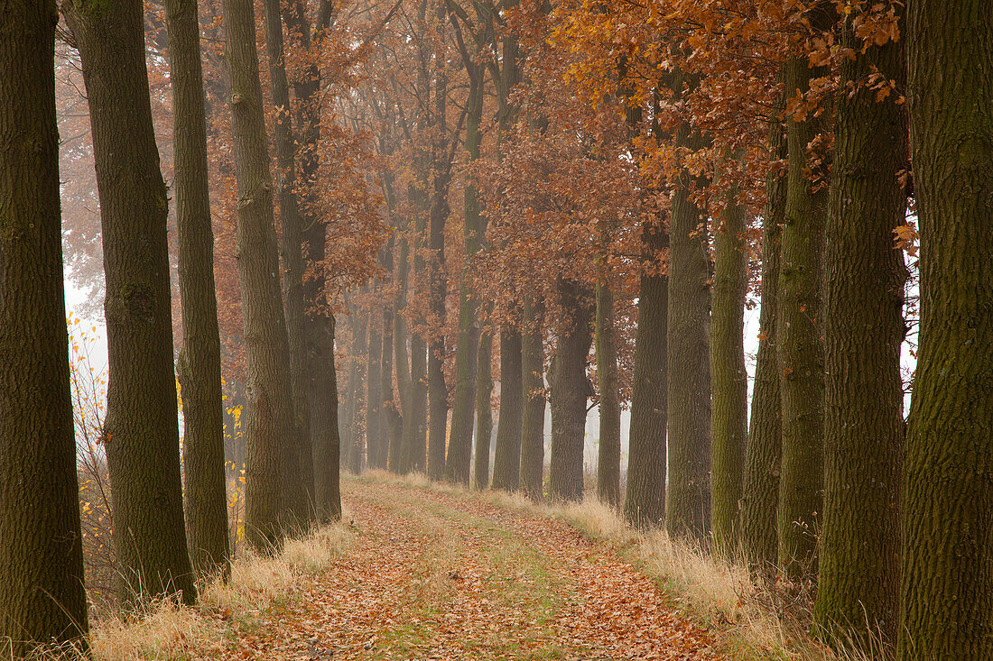 Alley of oak trees, Oldenburger Munsterland, Lower Saxony, Germany