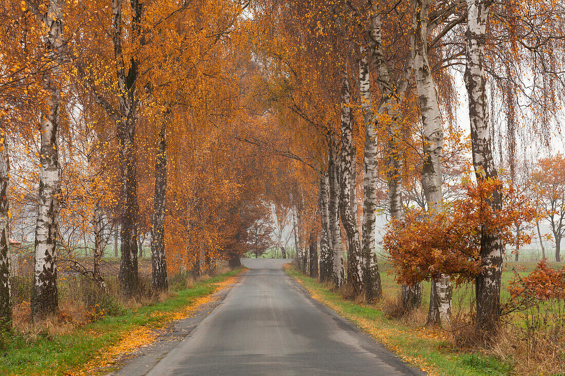 Birkenallee, Hämelheide, Niedersachsen, Deutschland