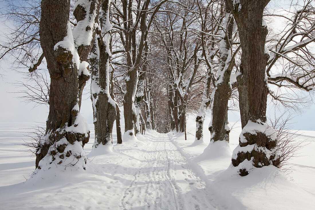 Alley of lime trees, Kurfuersten Allee, Marktoberdorf, Allgaeu region, Bavaria, Germany