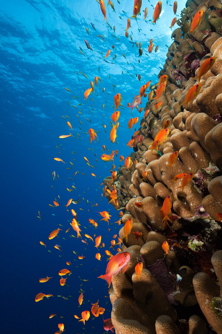 Harems Fahnenbarsche am Riff, Pseudanthias squamipinnis, Rocky Island, Rotes Meer, Aegypte, Ägypten