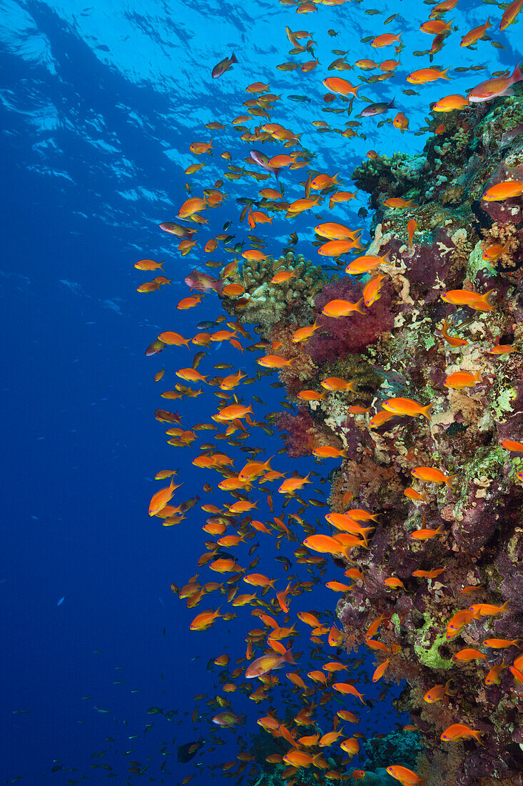 Lyretail Anthias over Reef, Pseudanthias squamipinnis, Zabargad, St Johns, Red Sea, Egypt