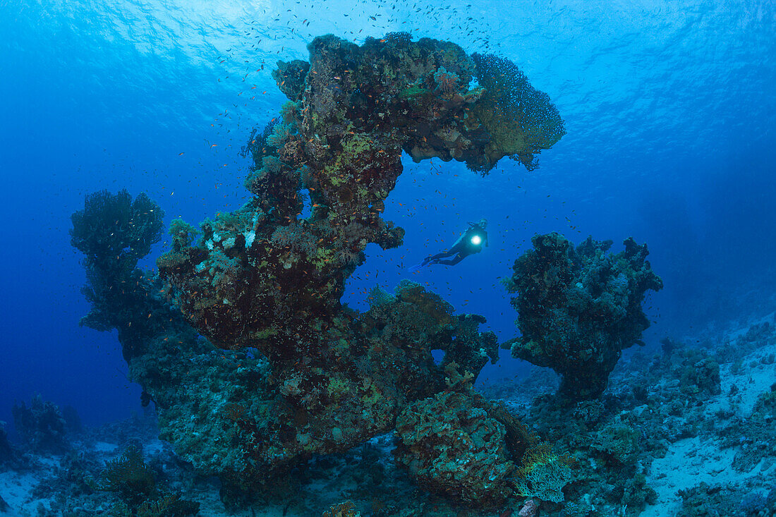 Taucher und Korallenformation, Paradise Reef, Rotes Meer, Ägypten