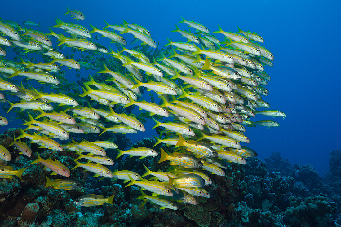 Schwarm Gelbflossen Meerbarben, Mulloidichthys vanicolensis, Shaab Claudio, Rotes Meer, Ägypten