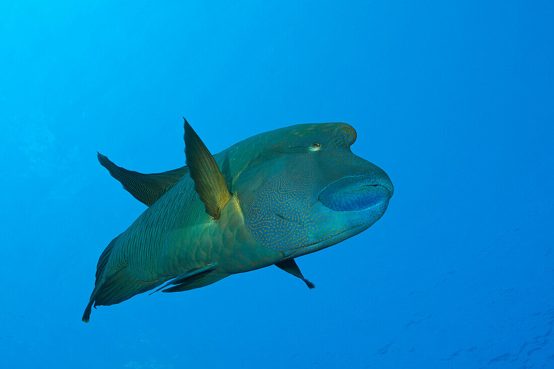 Napoleon Lippfisch, Cheilinus undulatus, Zabargad, St Johannes Insel, Rotes Meer, Ägypten