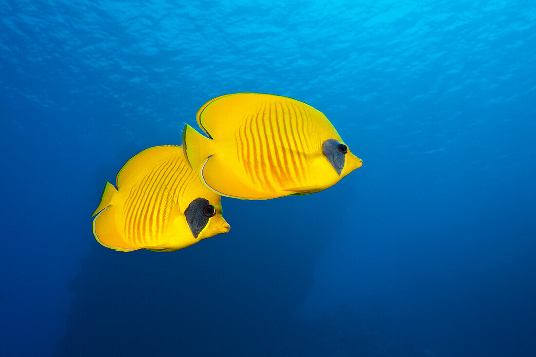 Paar Masken Falterfische, Chaetodon semilarvatus, Zabargad, St Johannes Insel, Rotes Meer, Ägypten