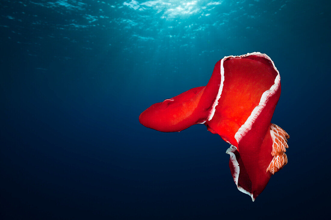 Spanish Dancer, Hexabranchus sanquineus, St. Johns, Red Sea, Egypt