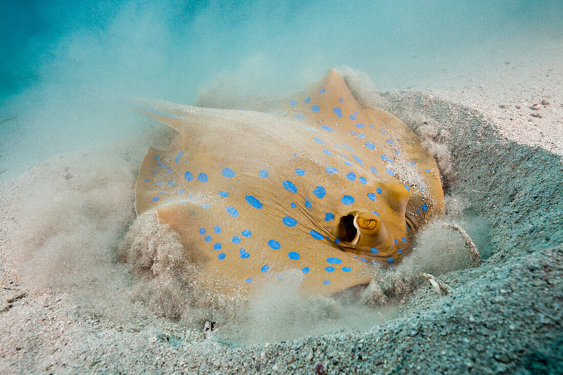 Blaupunkt-Stechrochen graebt nach Futter, Taeniura lymma, Elphinstone, Rotes Meer, Ägypten