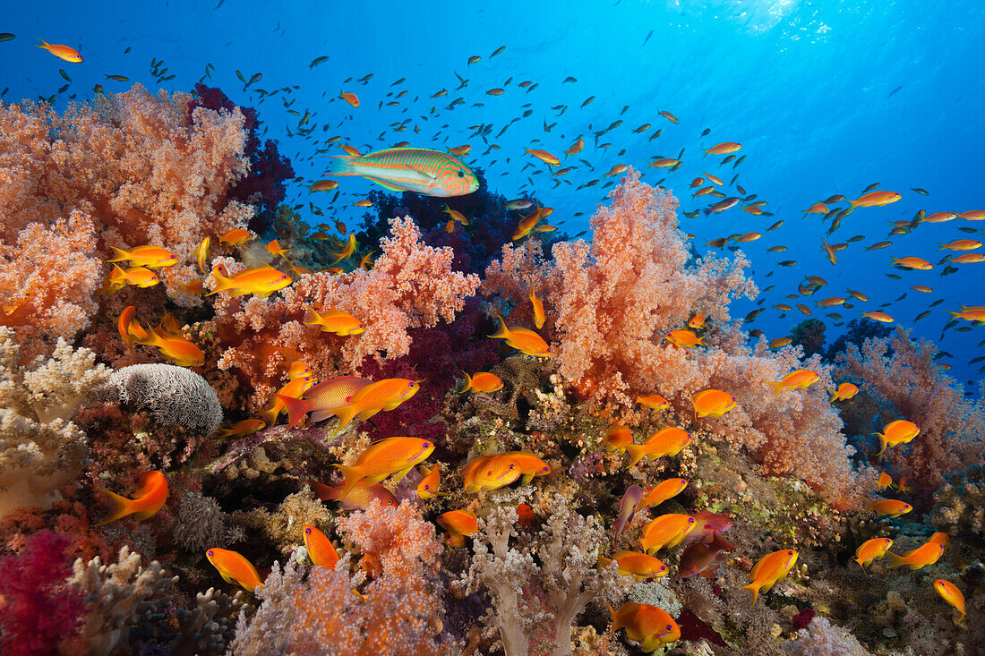 Lyretail Anthias over Reef, Pseudanthias squamipinnis, Elphinstone, Red Sea, Egypt