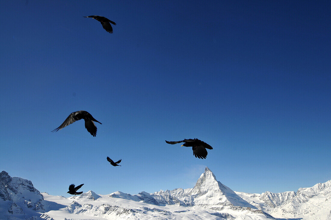 Dohlen auf dem Gornergrad, Skigebiet Zermatt mit Matterhorn, Wallis, Schweiz