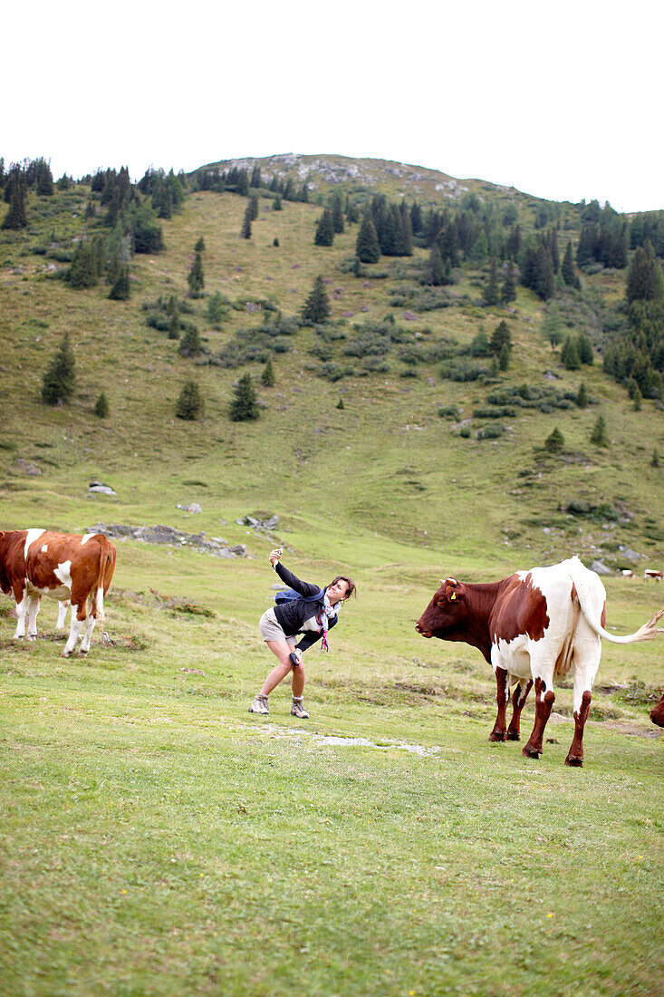 Woman taking pictures of herself and a cow, alpine pasture at Gastein valley, Bad Gastein, St. Johann im Pongau, Salzburg, Austria