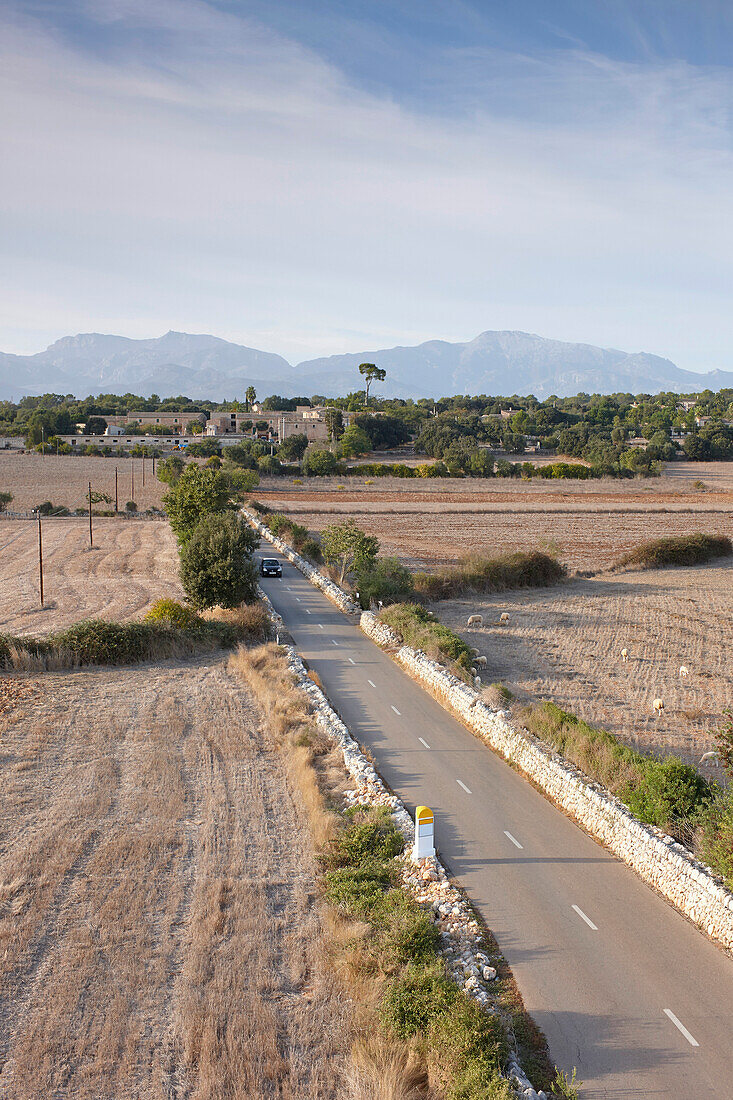 Landstraße MA-3140 zwischen abgeernteten Feldern, führt auf die Finca Cas Canar zu, südl. Sencelles, Mallorca, Balearen, Spanien