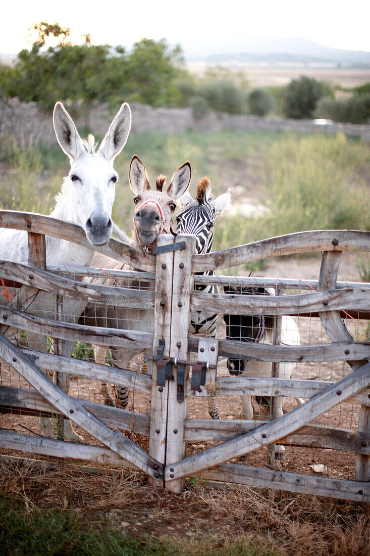 Esel, Zebramuli und Zebra, nahe Sa Franquesa Nova Hotel, Hotel Rural, Landhotel, zwischen Villafranca de Bonany und Manacor, Mallorca, Balearen, Spanien