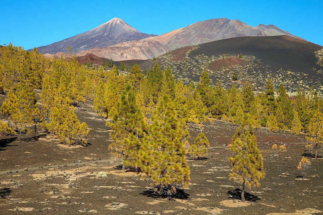 Pinus Canariensis, Pino canario, Pico del Teide, El Teide National Park, Teneriffa, Kanarische Insel, Spanien