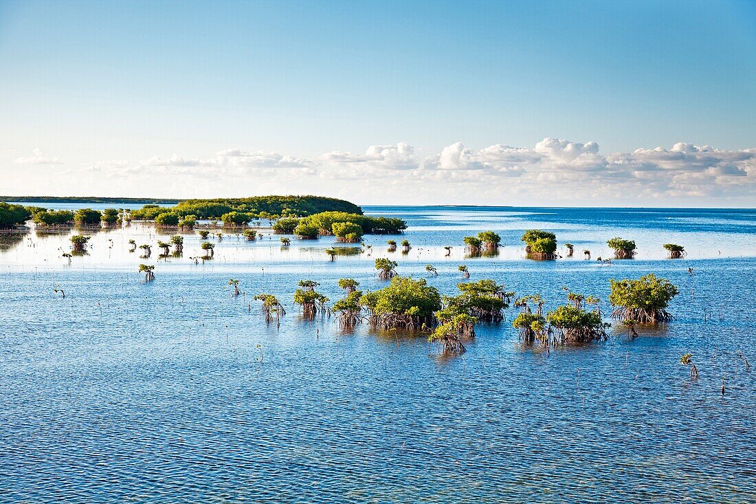Mangroves, Cayo Las Brujas Cayo Santa Maria Area, Cayerias del Norte, Cuba.