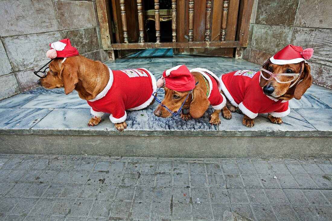 Teckels dressed saint nicholas, La Havana, Cuba.