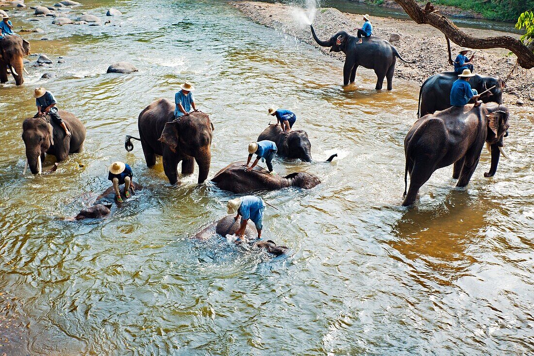 Elephants, Chiang Mai Province, Thailand.