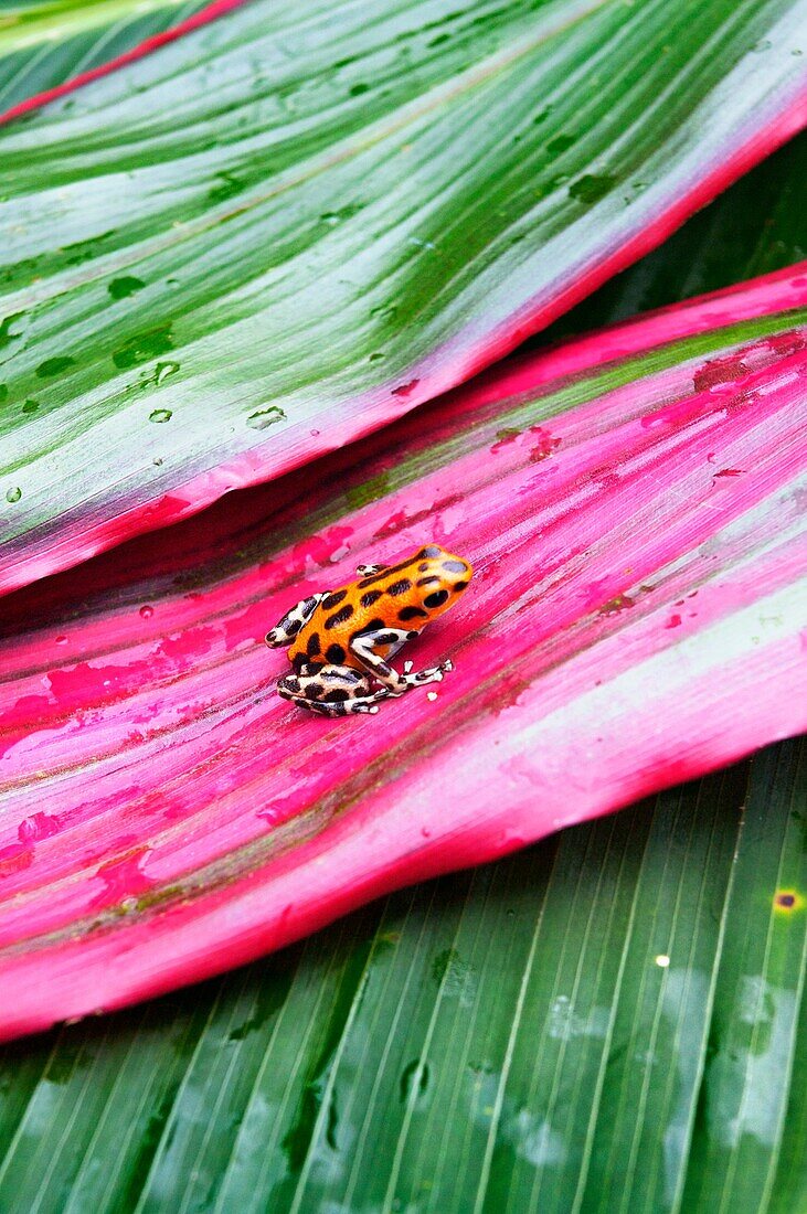 Strawberry Poison Dart Frog Dendrobates pumilio, Bastimentos island, Bocas del Toro province, Caribbean sea, Panama.