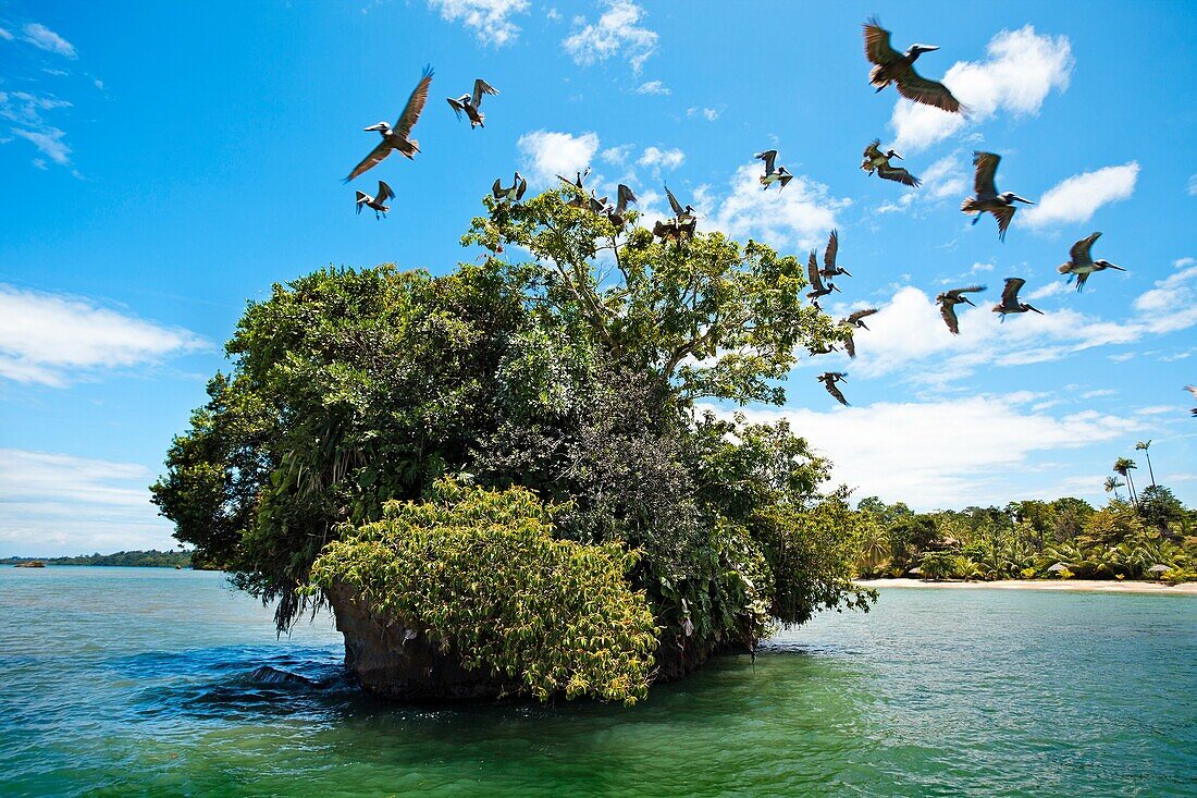 Bastimentos island, Bocas del Toro province, Caribbean sea, Panama.