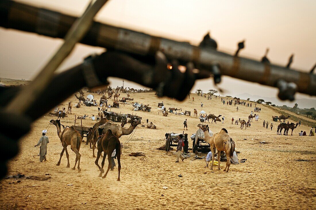 Pushkar camel fair  Pushkar  Rajasthan  India  Asia.