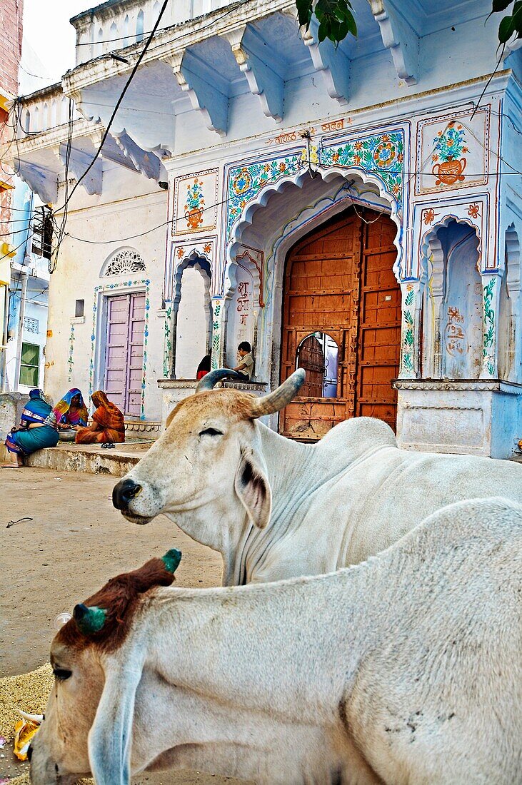 Cows, Pushkar camel fair  Pushkar  Rajasthan  India  Asia.