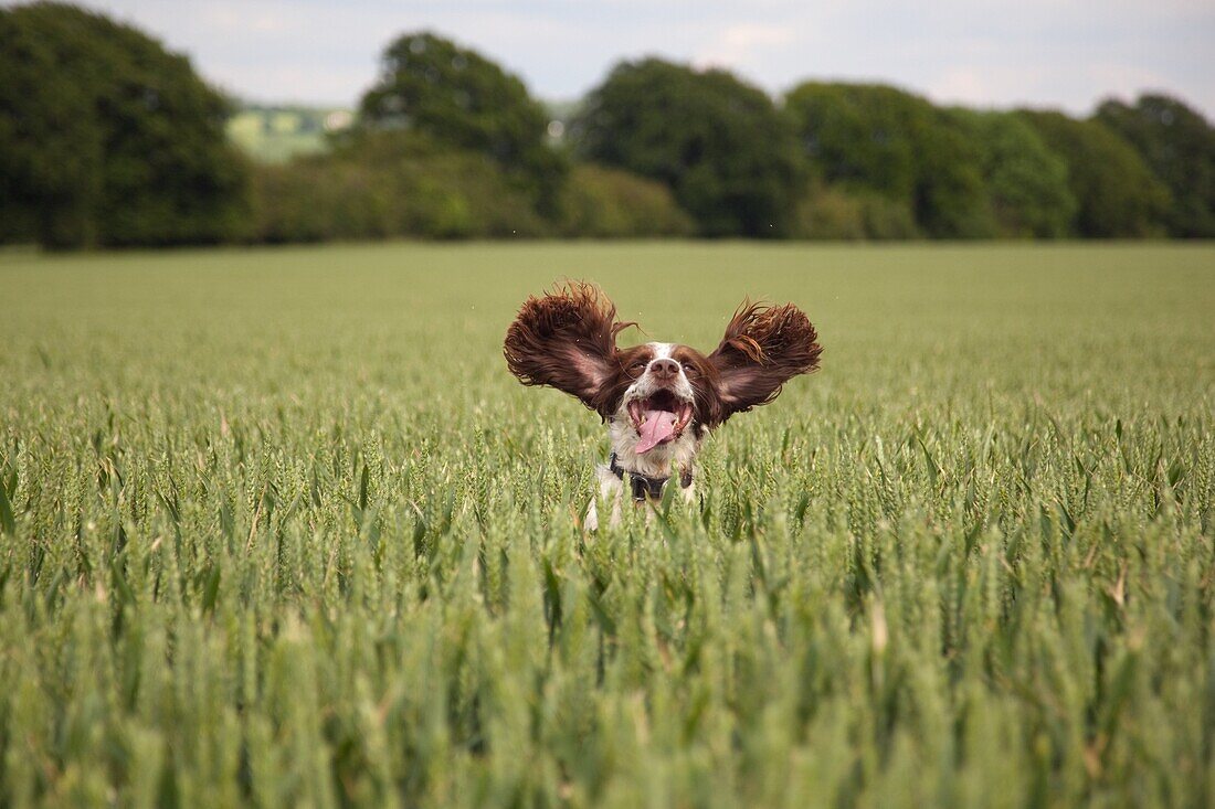 Cocker Spaniel running through growing wheat