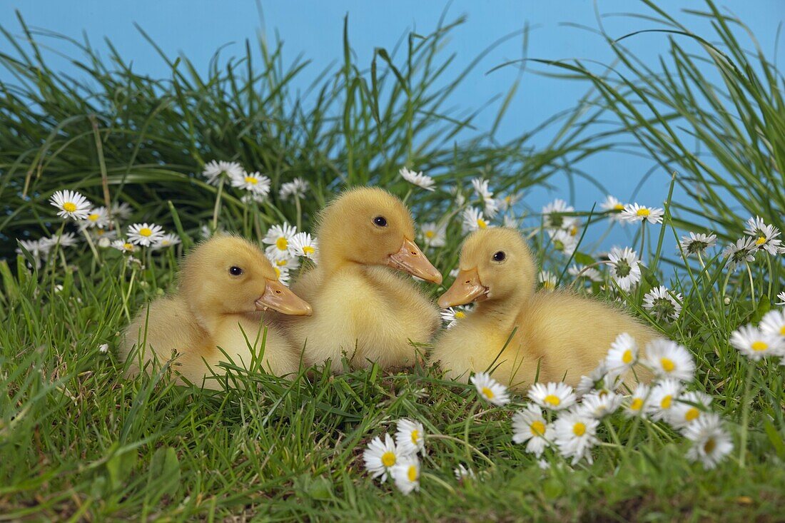 Muscovey Ducklings at a week old