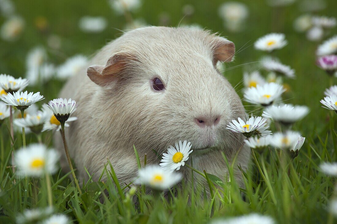 Guinea Pig on grass with daises